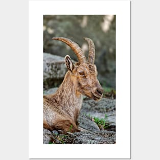 Young Ibex Posters and Art